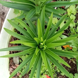 Organic Tiger Lily Live Plant - Lilium Lancifolium Edible Perennial, 1 Bare Root - Image 9