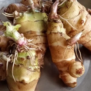 Organic White Fuseau Sunchoke Jerusalem Artichoke Bulbs 8 oz - Edible Perennial - Image 2