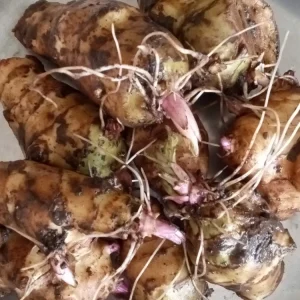 Organic White Fuseau Sunchoke Jerusalem Artichoke Bulbs 8 oz - Edible Perennial - Image 3