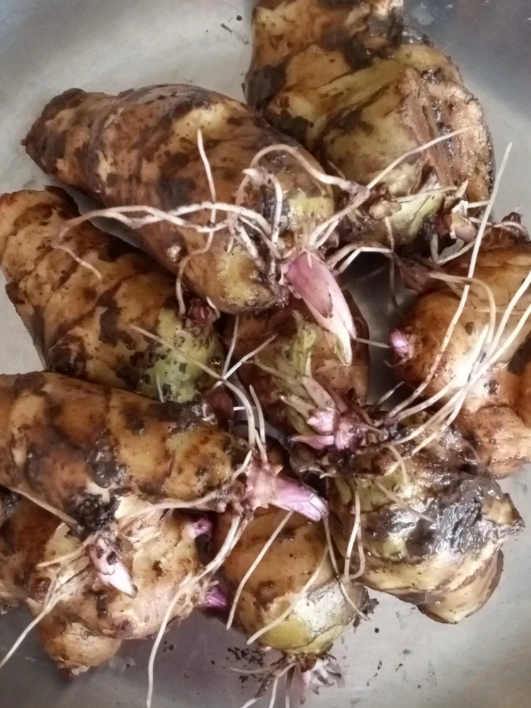 Organic White Fuseau Sunchoke Jerusalem Artichoke Bulbs 8 oz - Edible Perennial - Image 3