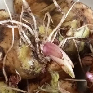 Organic White Fuseau Sunchoke Jerusalem Artichoke Bulbs 8 oz - Edible Perennial - Image 4