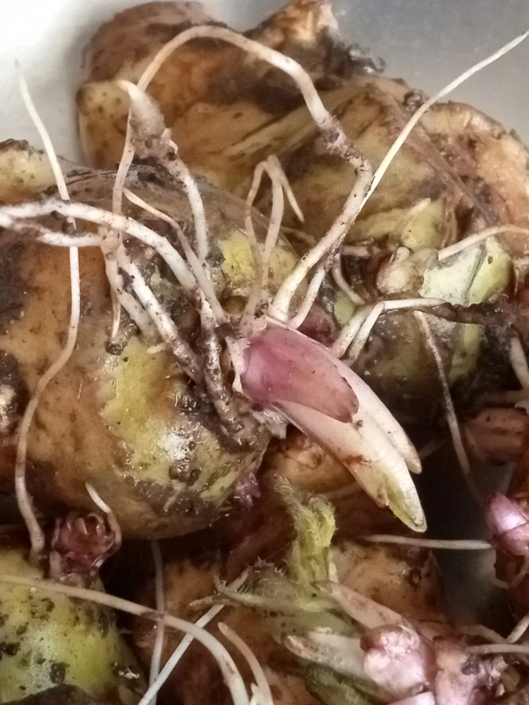 Organic White Fuseau Sunchoke Jerusalem Artichoke Bulbs 8 oz - Edible Perennial - Image 4