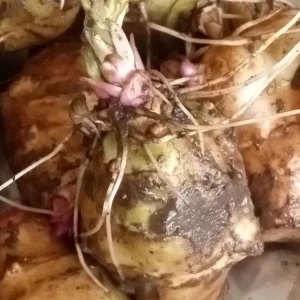 Organic White Fuseau Sunchoke Jerusalem Artichoke Bulbs 8 oz - Edible Perennial - Image 5