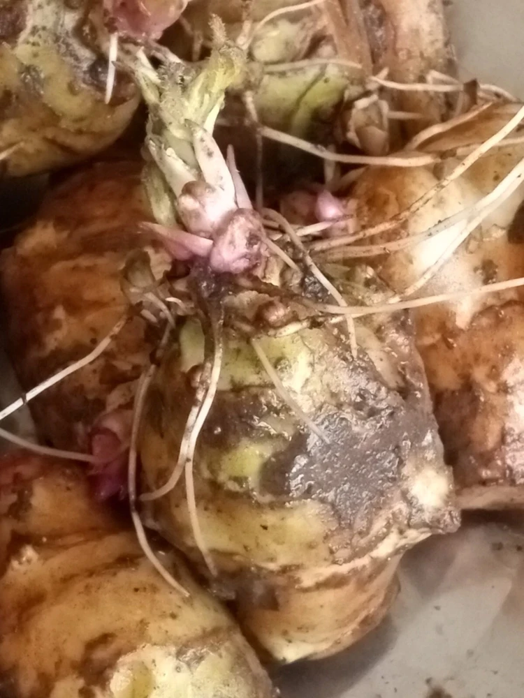 Organic White Fuseau Sunchoke Jerusalem Artichoke Bulbs 8 oz - Edible Perennial - Image 5