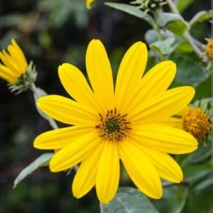 Organic White Fuseau Sunchoke Jerusalem Artichoke Bulbs 8 oz - Edible Perennial - Image 7