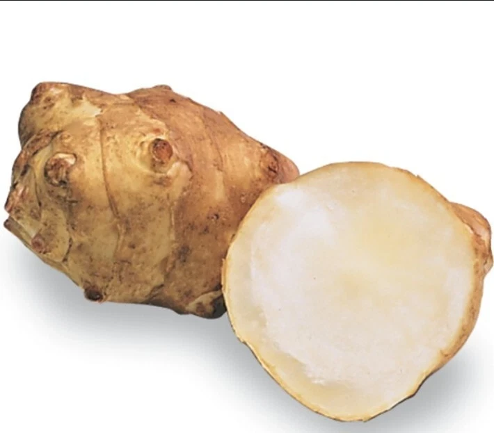 Organic White Fuseau Sunchoke Jerusalem Artichoke Bulbs 8 oz - Edible Perennial - Image 8