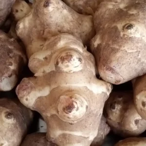 Organic White Fuseau Sunchoke Jerusalem Artichoke Bulbs 8 oz - Edible Perennial - Image 1