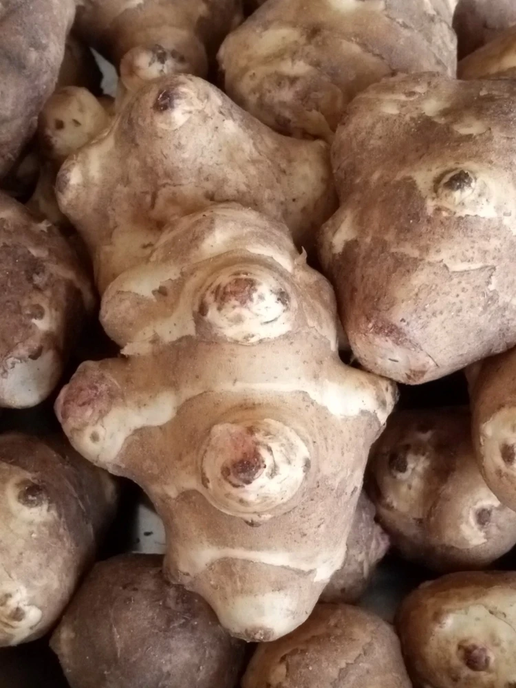 Organic White Fuseau Sunchoke Jerusalem Artichoke Bulbs 8 oz - Edible Perennial - Image 1