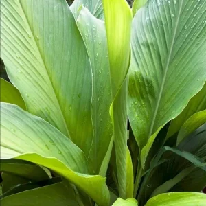Organic Yellow Turmeric Rooted Bulbs - Live Edible Plant Ready to Grow, Perennial, Full Sun - Image 2