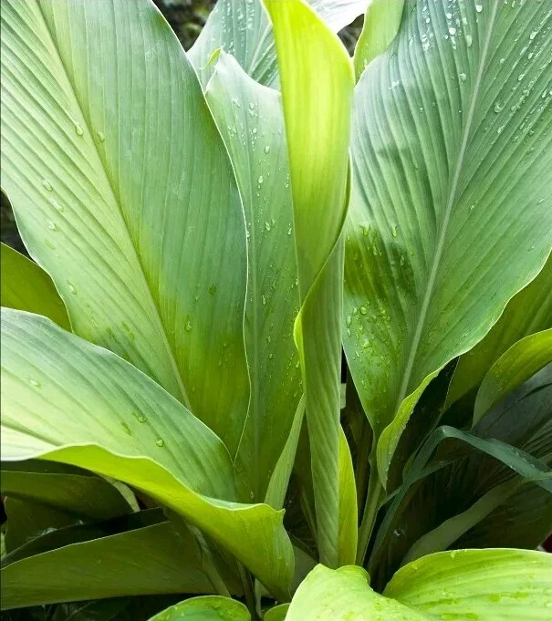 Organic Yellow Turmeric Rooted Bulbs - Live Edible Plant Ready to Grow, Perennial, Full Sun - Image 2