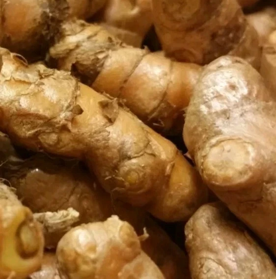 Organic Yellow Turmeric Rooted Bulbs - Live Edible Plant Ready to Grow, Perennial, Full Sun - Image 3