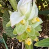Organic Yellow Turmeric Rooted Bulbs - Live Edible Plant Ready to Grow, Perennial, Full Sun - Image 1