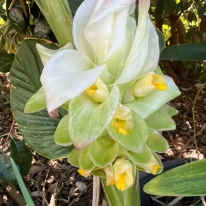 Organic Yellow Turmeric Rooted Bulbs - Live Edible Plant Ready to Grow, Perennial, Full Sun - Image 1