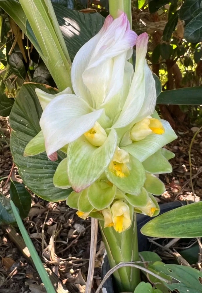Organic Yellow Turmeric Rooted Bulbs - Live Edible Plant Ready to Grow, Perennial, Full Sun - Image 1