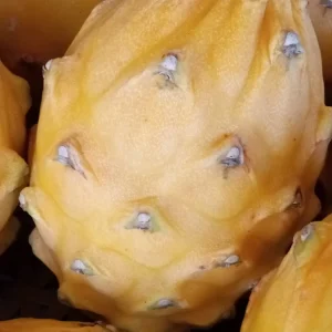 Palora Yellow Dragon Fruit Cutting - Live Plant - 1 Matured Cutting - Outdoor Edible Fruit - Image 6