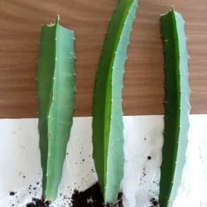 Palora Yellow Dragon Fruit Cutting - Live Plant - 1 Matured Cutting - Outdoor Edible Fruit - Image 8