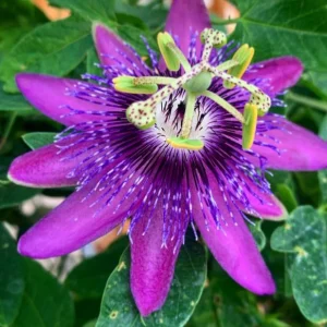 Passiflora Lady Lavender Live Plant - Tropical Vine - 5-8