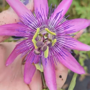 Passiflora Lady Lavender Live Plant - Tropical Vine - 5-8