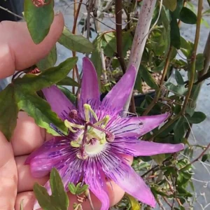 Passiflora Lady Lavender Live Plant - Tropical Vine - 5-8