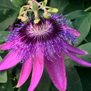 Passiflora Lady Lavender Live Plant - Tropical Vine - 5-8
