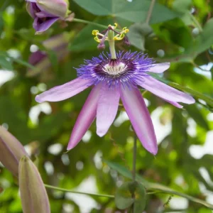 Passiflora Lady Lavender Live Plant - Tropical Vine - 5-8