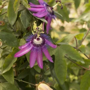 Passiflora Lady Lavender Live Plant - Tropical Vine - 5-8