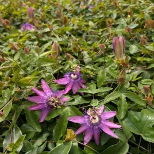 Passiflora Lady Lavender Live Plant - Tropical Vine - 5-8