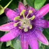 Passiflora Lady Lavender Live Plant - Tropical Vine - 5-8" Tall - Image 1