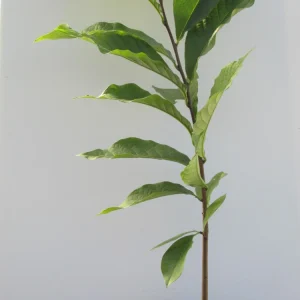 Paw Paw: (Asimina triloba) - 3 - 4 FT Tall - Grown in a Trade 1 Gallon Container - Image 2
