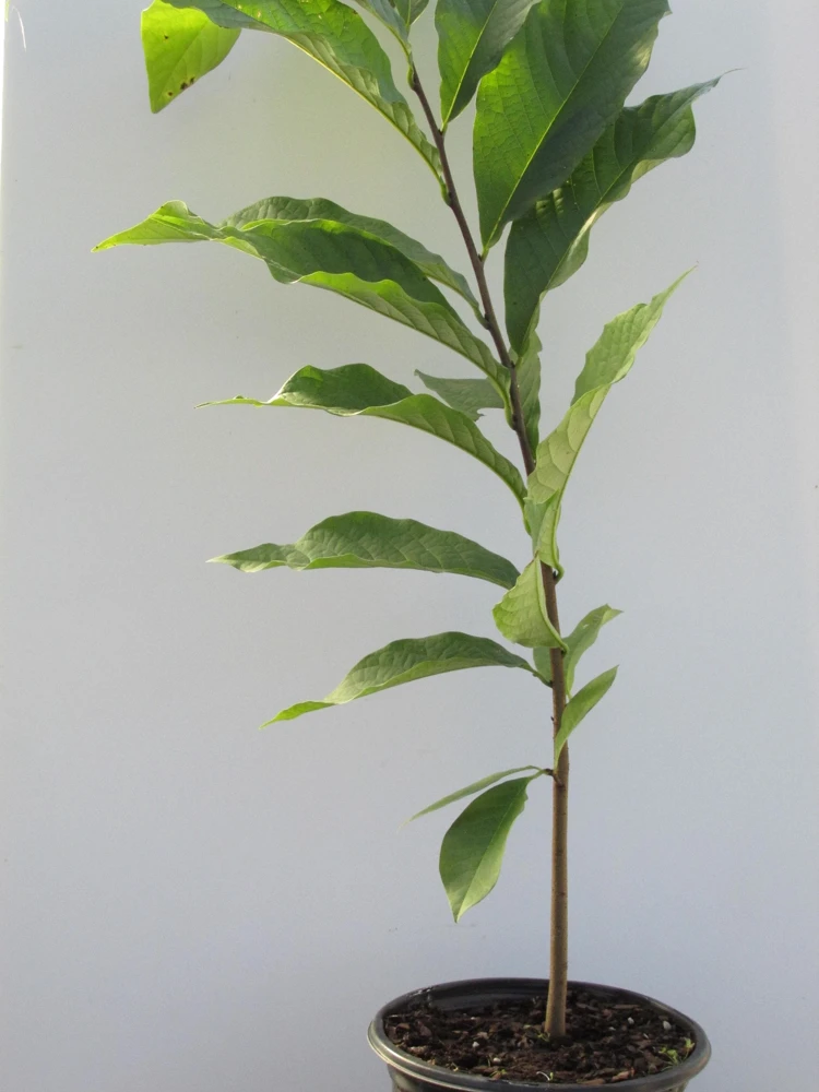 Paw Paw: (Asimina triloba) - 3 - 4 FT Tall - Grown in a Trade 1 Gallon Container - Image 2