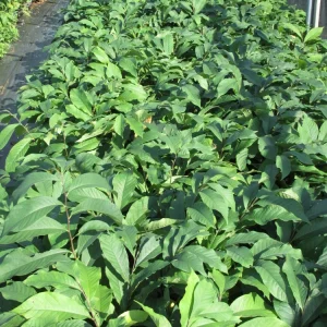 Paw Paw: (Asimina triloba) - 3 - 4 FT Tall - Grown in a Trade 1 Gallon Container - Image 4