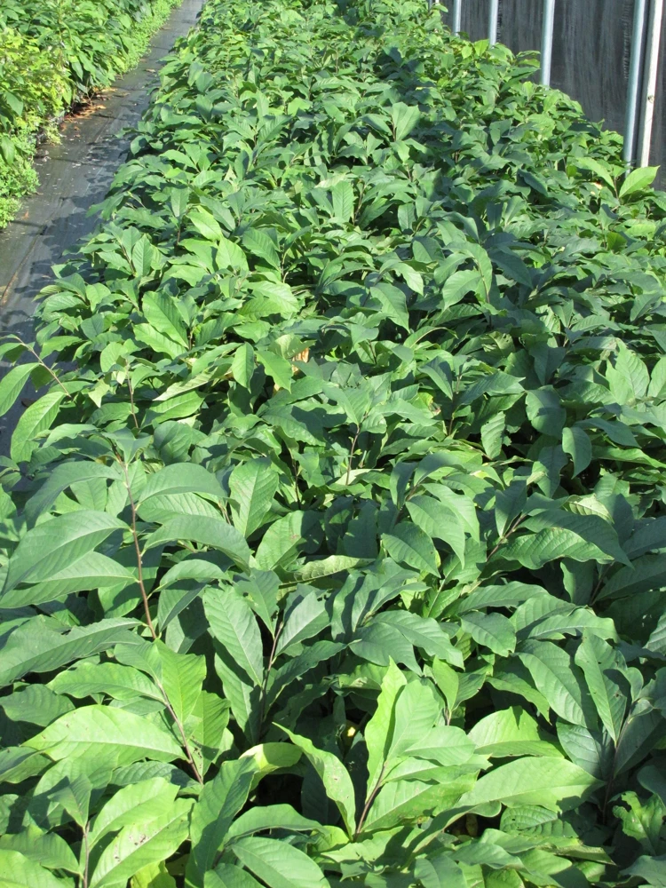 Paw Paw: (Asimina triloba) - 3 - 4 FT Tall - Grown in a Trade 1 Gallon Container - Image 4