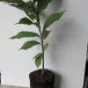 Paw Paw: (Asimina triloba) - 3 - 4 FT Tall - Grown in a Trade 1 Gallon Container - Image 1