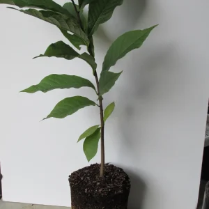 Paw Paw: (Asimina triloba) - 3 - 4 FT Tall - Grown in a Trade 1 Gallon Container - Image 1