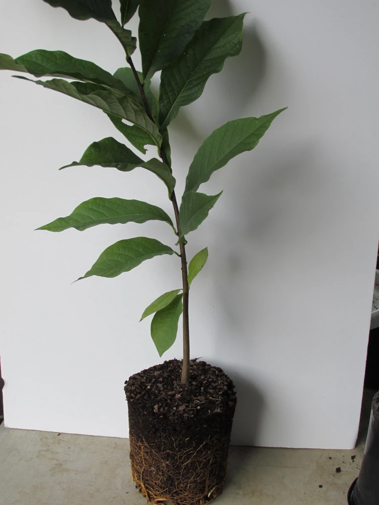 Paw Paw: (Asimina triloba) - 3 - 4 FT Tall - Grown in a Trade 1 Gallon Container - Image 1