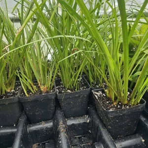 Pawj Qaib Acorus Gramineus Live Plant - Hmong Herb Starter in 2.5" Pot - Image 1