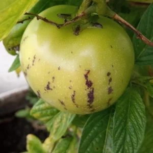 Pepino Melon Live Plant - Golden Sweet Solanum Muricatum - 1 Rooted Starter - Image 10