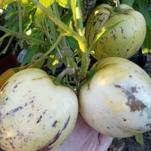 Pepino Melon Live Plant - Golden Sweet Solanum Muricatum - 1 Rooted Starter - Image 11