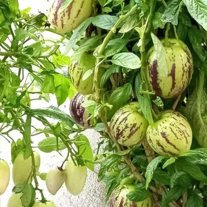 Pepino Melon Live Plant - Golden Sweet Solanum Muricatum - 1 Rooted Starter - Image 12