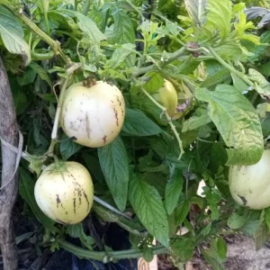 Pepino Melon Live Plant - Golden Sweet Solanum Muricatum - 1 Rooted Starter - Image 13