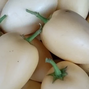 Pepino Melon Live Plant - Golden Sweet Solanum Muricatum - 1 Rooted Starter - Image 14