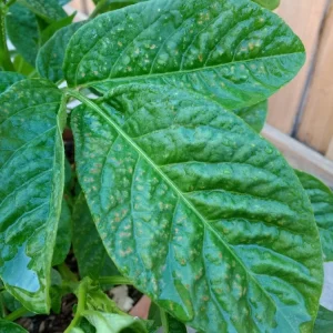 Pepino Melon Live Plant - Golden Sweet Solanum Muricatum - 1 Rooted Starter - Image 15