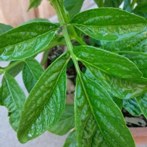 Pepino Melon Live Plant - Golden Sweet Solanum Muricatum - 1 Rooted Starter - Image 16
