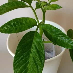 Pepino Melon Live Plant - Golden Sweet Solanum Muricatum - 1 Rooted Starter - Image 17