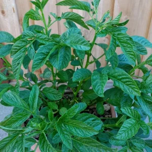 Pepino Melon Live Plant - Golden Sweet Solanum Muricatum - 1 Rooted Starter - Image 2