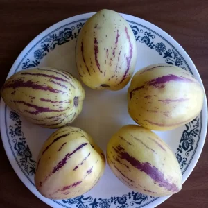 Pepino Melon Live Plant - Golden Sweet Solanum Muricatum - 1 Rooted Starter - Image 3