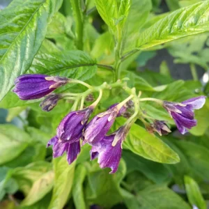 Pepino Melon Live Plant - Golden Sweet Solanum Muricatum - 1 Rooted Starter - Image 4