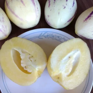 Pepino Melon Live Plant - Golden Sweet Solanum Muricatum - 1 Rooted Starter - Image 5