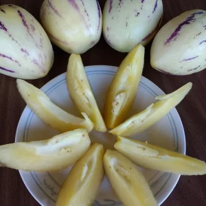 Pepino Melon Live Plant - Golden Sweet Solanum Muricatum - 1 Rooted Starter - Image 6