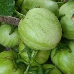 Pepino Melon Live Plant - Golden Sweet Solanum Muricatum - 1 Rooted Starter - Image 8